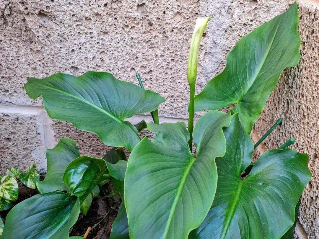 Habitacion Doble Con Bano Y Terraza Privada 厄尔梅达诺 外观 照片